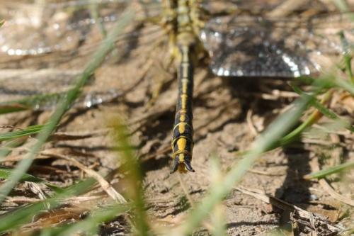Gomphus pulchellus